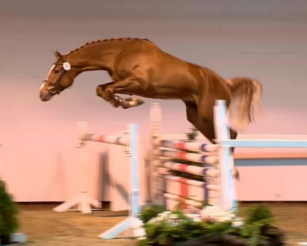 jumper Gaudi C (KWPN (Royal Dutch Sporthorse), 2011, from Warrant)