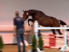 jumper Vedor N (Oldenburg show jumper, 2011, from Verdi)