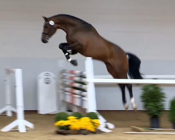 jumper Hengst von Levisonn (Oldenburg show jumper, 2011, from Levisonn 208 FIN)