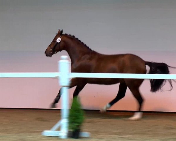 jumper Dave Deluxe (Oldenburg show jumper, 2011, from Diarado)