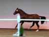 jumper Dave Deluxe (Oldenburg show jumper, 2011, from Diarado)