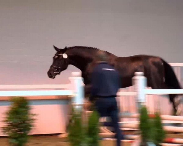 stallion Diabo B (Oldenburg show jumper, 2011, from Diarado)