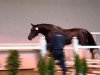 stallion Diabo B (Oldenburg show jumper, 2011, from Diarado)