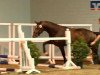 jumper Castillan (Oldenburg show jumper, 2011, from Castino 4)