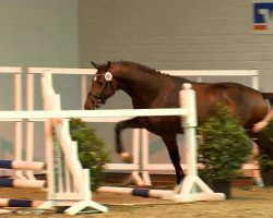 jumper Castillan (Oldenburg show jumper, 2011, from Castino 4)