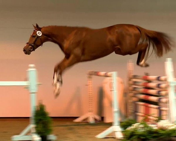 stallion Carleone (KWPN (Royal Dutch Sporthorse), 2011, from Casall Ask)