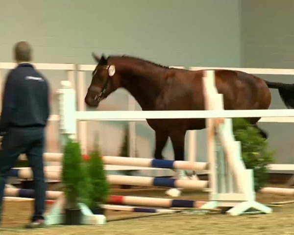 jumper C - Mien Jung (Hanoverian, 2011, from Carrico)