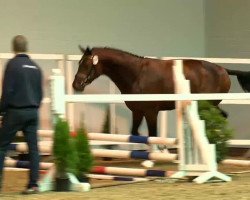 jumper C - Mien Jung (Hanoverian, 2011, from Carrico)