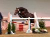 jumper Giscayo H (KWPN (Royal Dutch Sporthorse), 2011, from Biscayo)