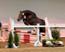 jumper Giscayo H (KWPN (Royal Dutch Sporthorse), 2011, from Biscayo)