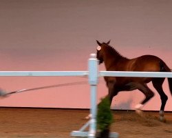 Springpferd Buenos Aires Z (KWPN (Niederländisches Warmblut), 2011, von Balou du Rouet)