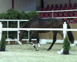 stallion Diamo Blue (Oldenburg, 2011, from Diarado)