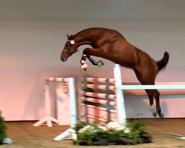 stallion Cero (Royal Warmblood Studbook of the Netherlands (KWPN), 2011, from Canturano I)