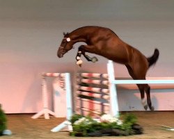 stallion Cero 4 (KWPN (Royal Dutch Sporthorse), 2011, from Canturano I)