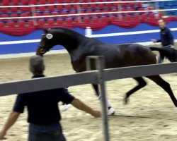 jumper Galliano (KWPN (Royal Dutch Sporthorse), 2011, from Uphill)