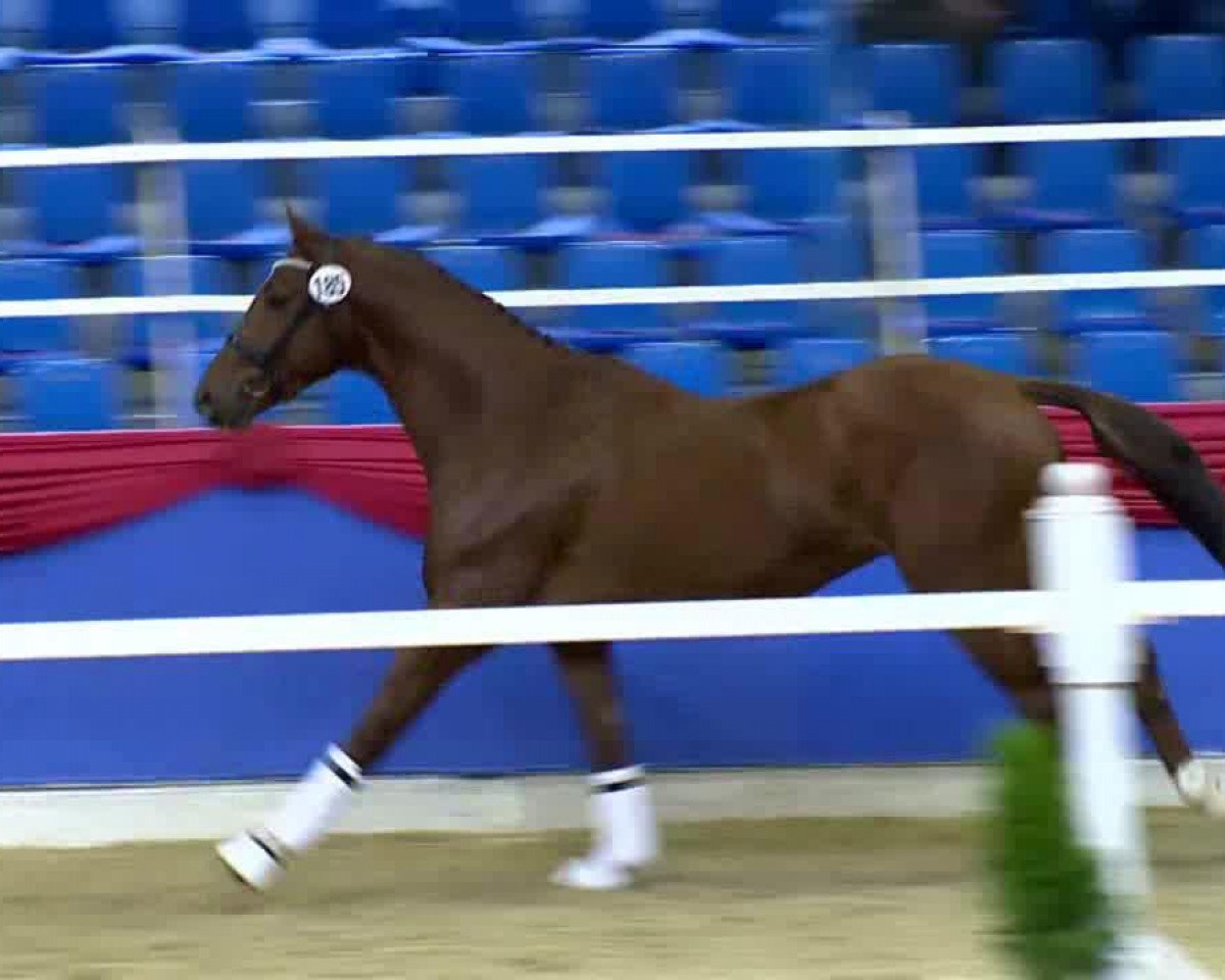 horse Giacomo B (KWPN (Royal Dutch Sporthorse), 2011, from Glock´s Tango)