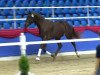 dressage horse Summer dream (Hanoverian, 2011, from Sarkozy 3)