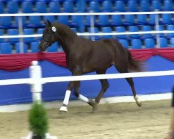 dressage horse Summer dream (Hanoverian, 2011, from Sarkozy 3)