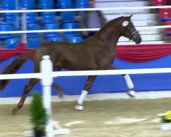 stallion Rubingold 3 (Oldenburg, 2011, from Rohdiamant)