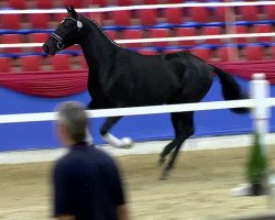 horse Hengst von Jazz (Oldenburg, 2011)