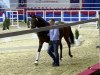 dressage horse First Lotus (Oldenburg, 2011, from Fürst Romancier)