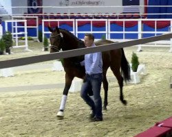 dressage horse First Lotus (Oldenburg, 2011, from Fürst Romancier)