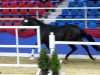 dressage horse Fine Friend KS (Oldenburg, 2011, from Fürst Fugger)