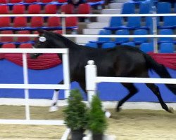 dressage horse Fine Friend KS (Oldenburg, 2011, from Fürst Fugger)