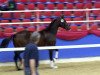 dressage horse Dorado 208 (Oldenburg, 2011, from Detroit)