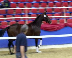 dressage horse Dorado 208 (Oldenburg, 2011, from Detroit)