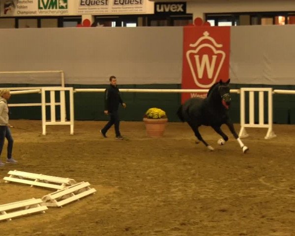 dressage horse Don Lino (Oldenburg, 2011, from Destano)