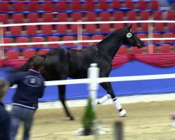 dressage horse Gio van de Gathe (KWPN (Royal Dutch Sporthorse), 2011, from Bretton Woods)