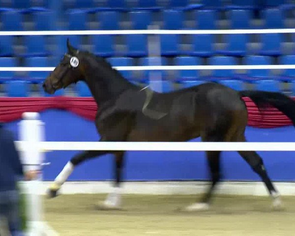 dressage horse Gio (KWPN (Royal Dutch Sporthorse), 2011, from Bretton Woods)