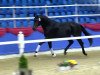 dressage horse Belrano Gold (Oldenburg, 2011, from Belissimo NRW)