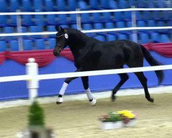 dressage horse Belrano Gold (Oldenburg, 2011, from Belissimo NRW)