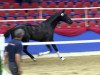 dressage horse Torriani 2 (Oldenburg, 2011, from Tailormade Temptation)