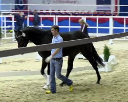 dressage horse Hengst von St. Moritz jun. (Oldenburg, 2011, from St. Moritz Junior)