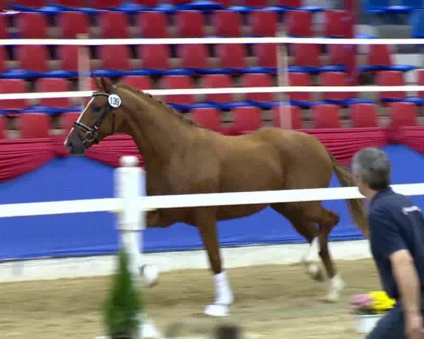 dressage horse Sypries (Oldenburg, 2011, from Sir Donnerhall II OLD)
