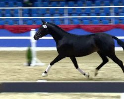 dressage horse Hengst von Self Made (Oldenburg, 2011, from Self made)