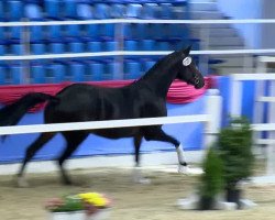 dressage horse Sairus (Oldenburg, 2011, from Self made)