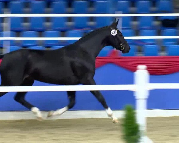 dressage horse Hengst von San Amour (Oldenburg, 2011, from San Amour I)