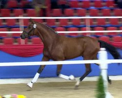 dressage horse Hengst von L'Espoir (Oldenburg, 2011, from L'espoir)