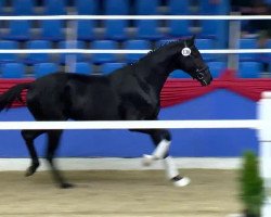 dressage horse Hengst von Hotline (Oldenburg, 2011, from Hotline)