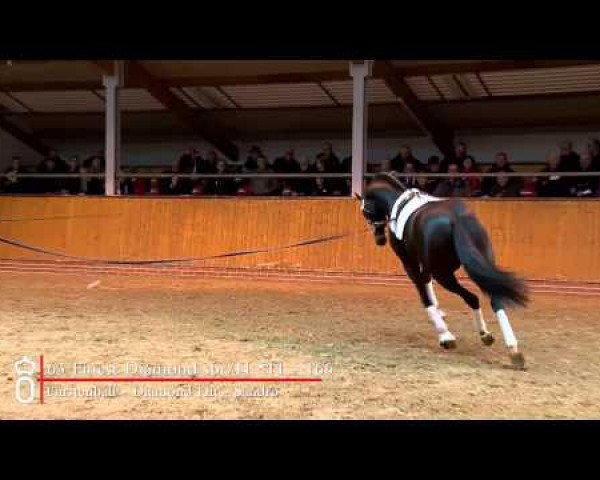 dressage horse Finest Diamond (Oldenburg, 2011, from Fürstenball)