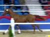 dressage horse Fulano B (Oldenburg, 2011, from Fürst Romancier)