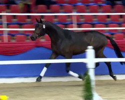 dressage horse Hengst von Fürst Romancier (Oldenburg, 2011, from Fürst Romancier)