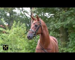 dressage horse Hengst von Desperados (Hanoverian, 2011, from Desperados FRH)