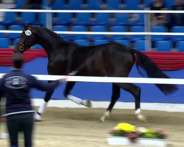 dressage horse Caroll 8 (Oldenburg, 2011, from Christ)