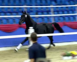 stallion Baron Rouge (Oldenburg, 2011, from Bordeaux 28)