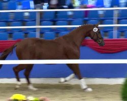 dressage horse Hengst von United (Hanoverian, 2011, from United)